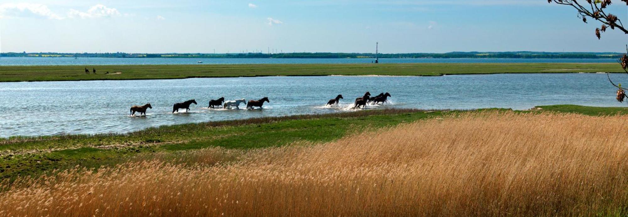 Ferienwohnung Insel-Idyll Sonnenschein Poel Exterior foto