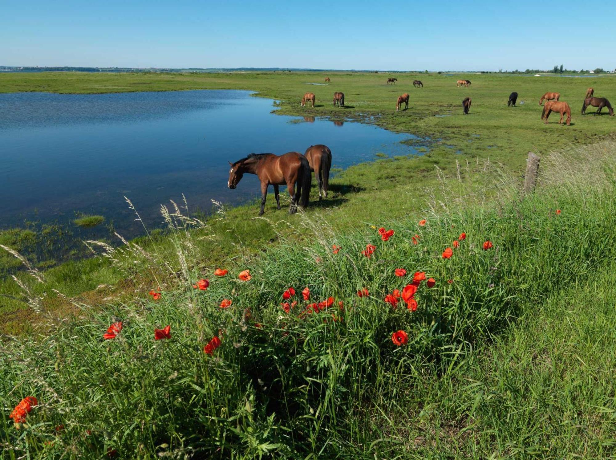 Ferienwohnung Insel-Idyll Sonnenschein Poel Exterior foto